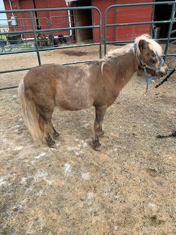 Rocky, a Adopted Shetland Pony in Mount Vernon, WA image 1/4