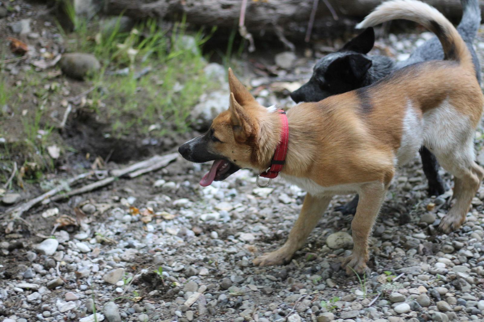 Zachary, Adopted, Young Male Australian Cattle Dog / Blue Heeler & German Shepherd Dog.