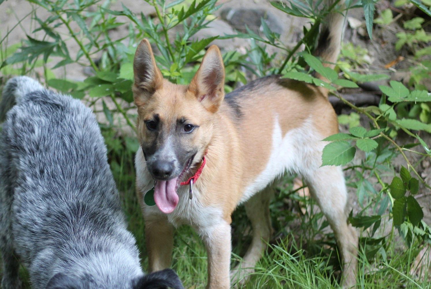 Zachary, a Adopted mixed breed in Paso Robles, CA image 2/3