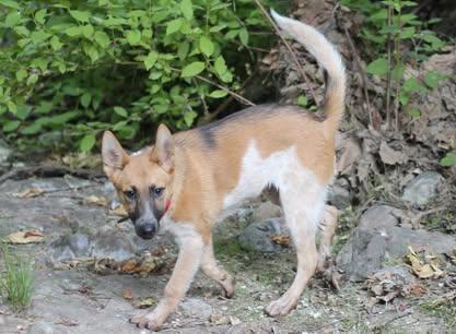 Zachary, a Adopted mixed breed in Paso Robles, CA image 3/3