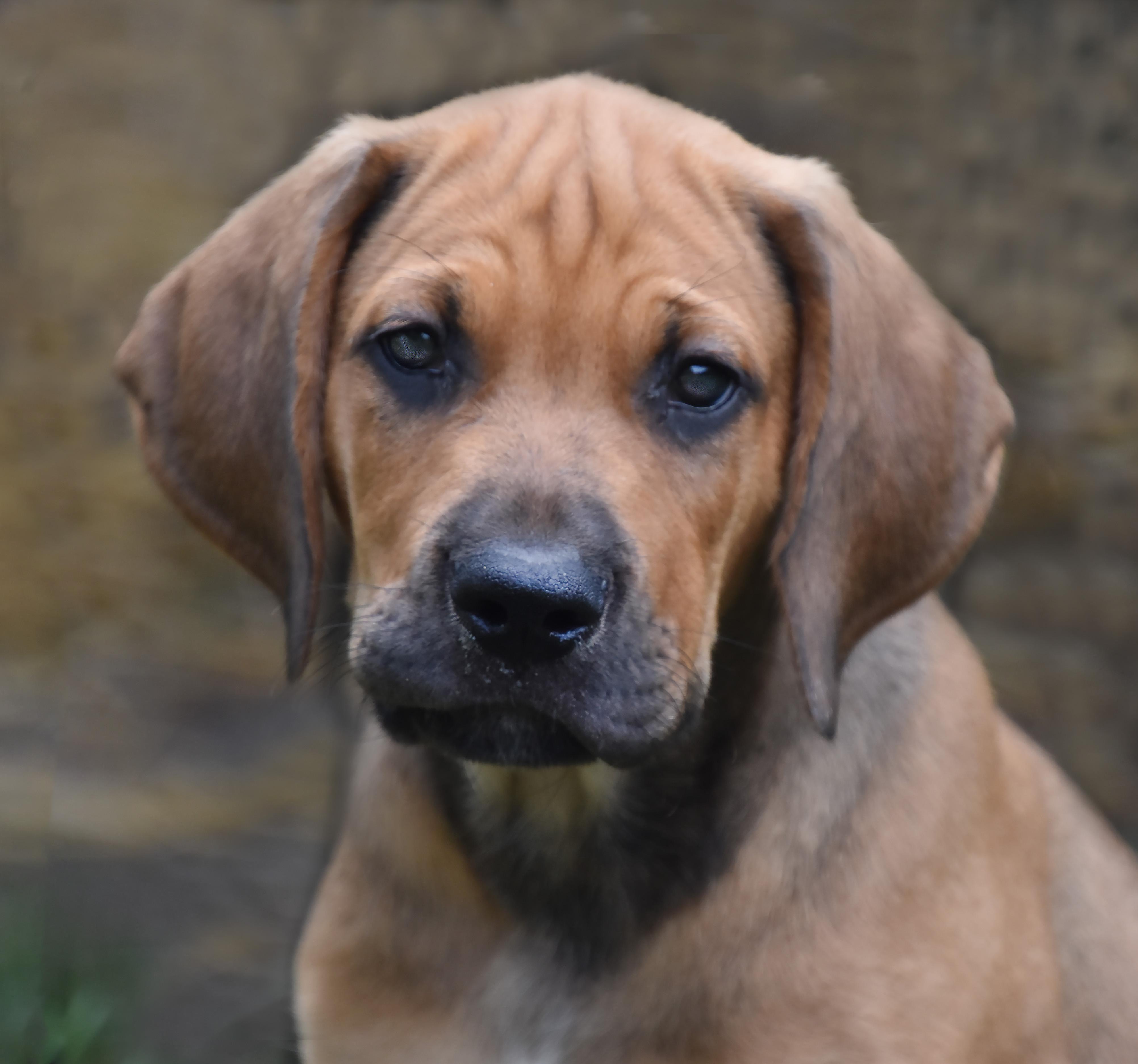 Arden- Foster to Adopt, ADOPTABLE, Puppy Male English Setter & Great Dane.