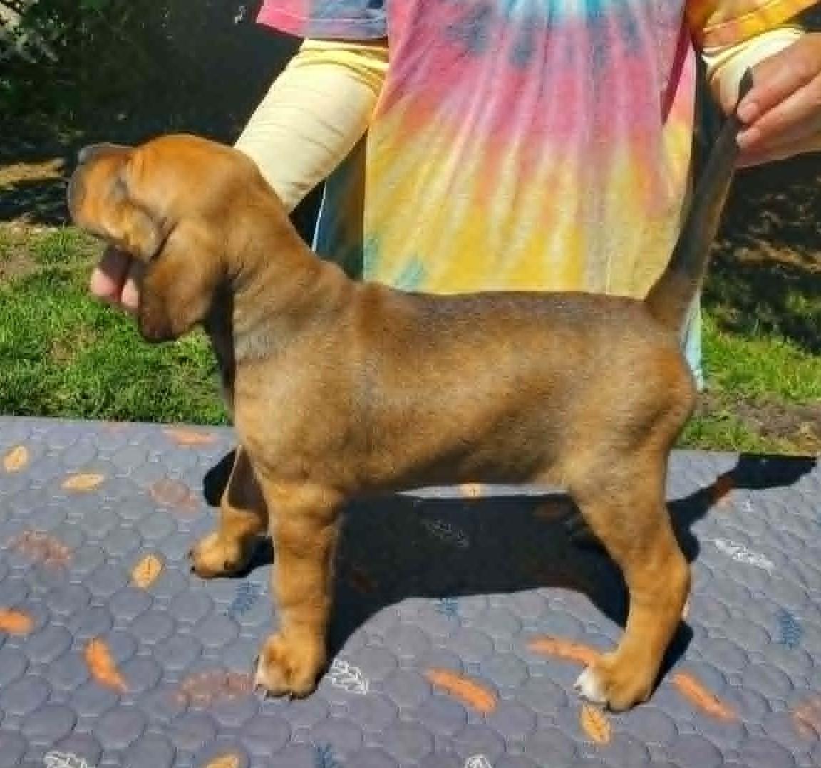 Arden- Foster to Adopt, a ADOPTABLE mixed breed in Wood Dale, IL image 4/6