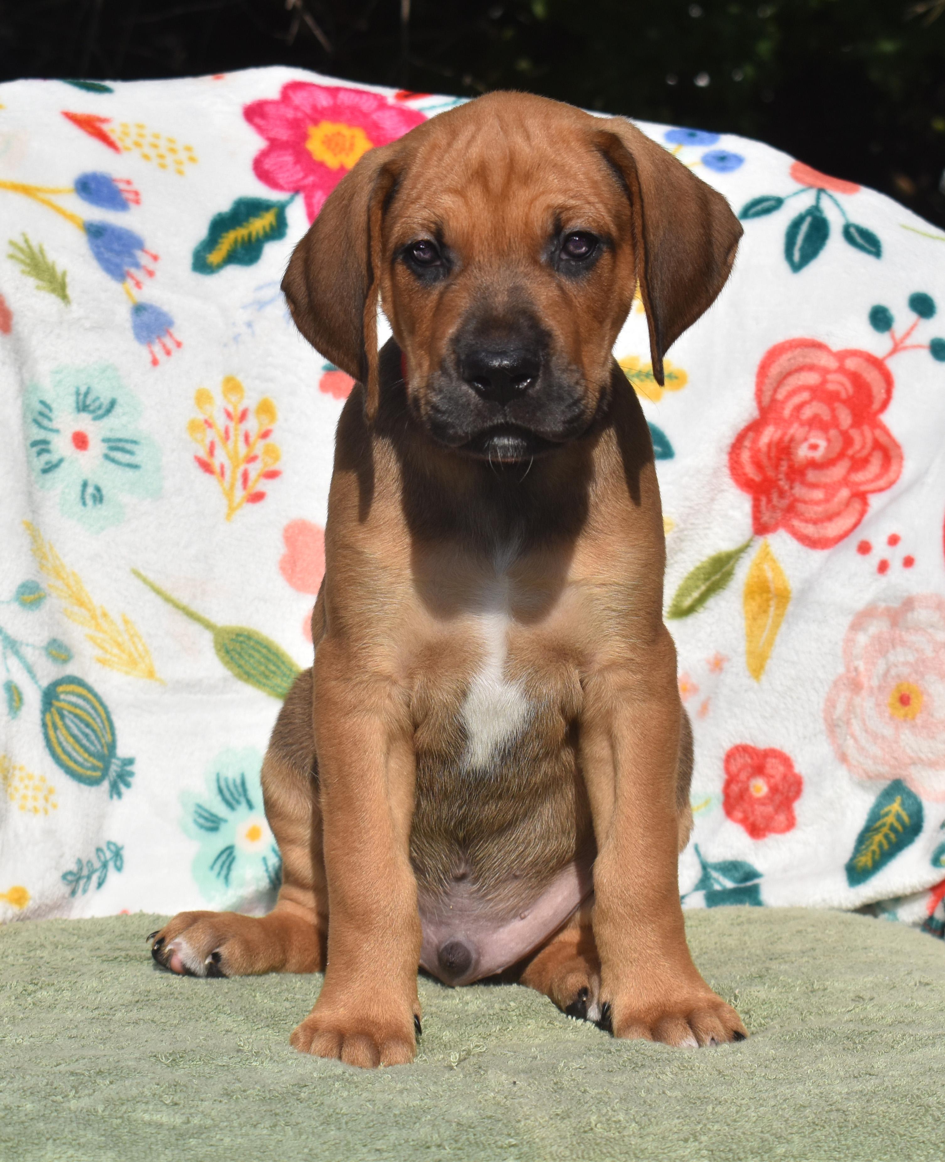 Arden- Foster to Adopt, ADOPTABLE, Puppy Male English Setter & Great Dane.