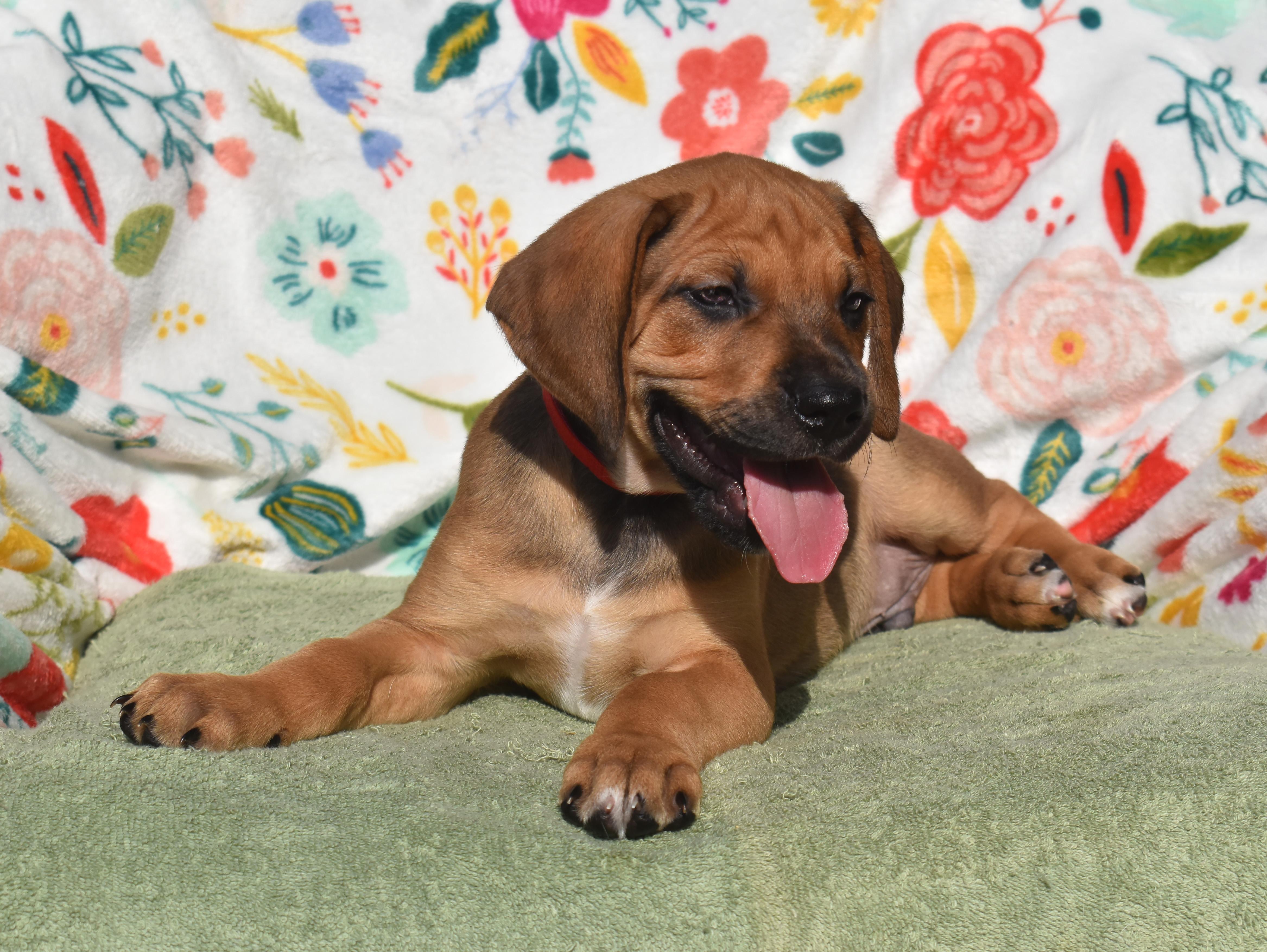 Arden- Foster to Adopt, a ADOPTABLE mixed breed in Wood Dale, IL image 2/6