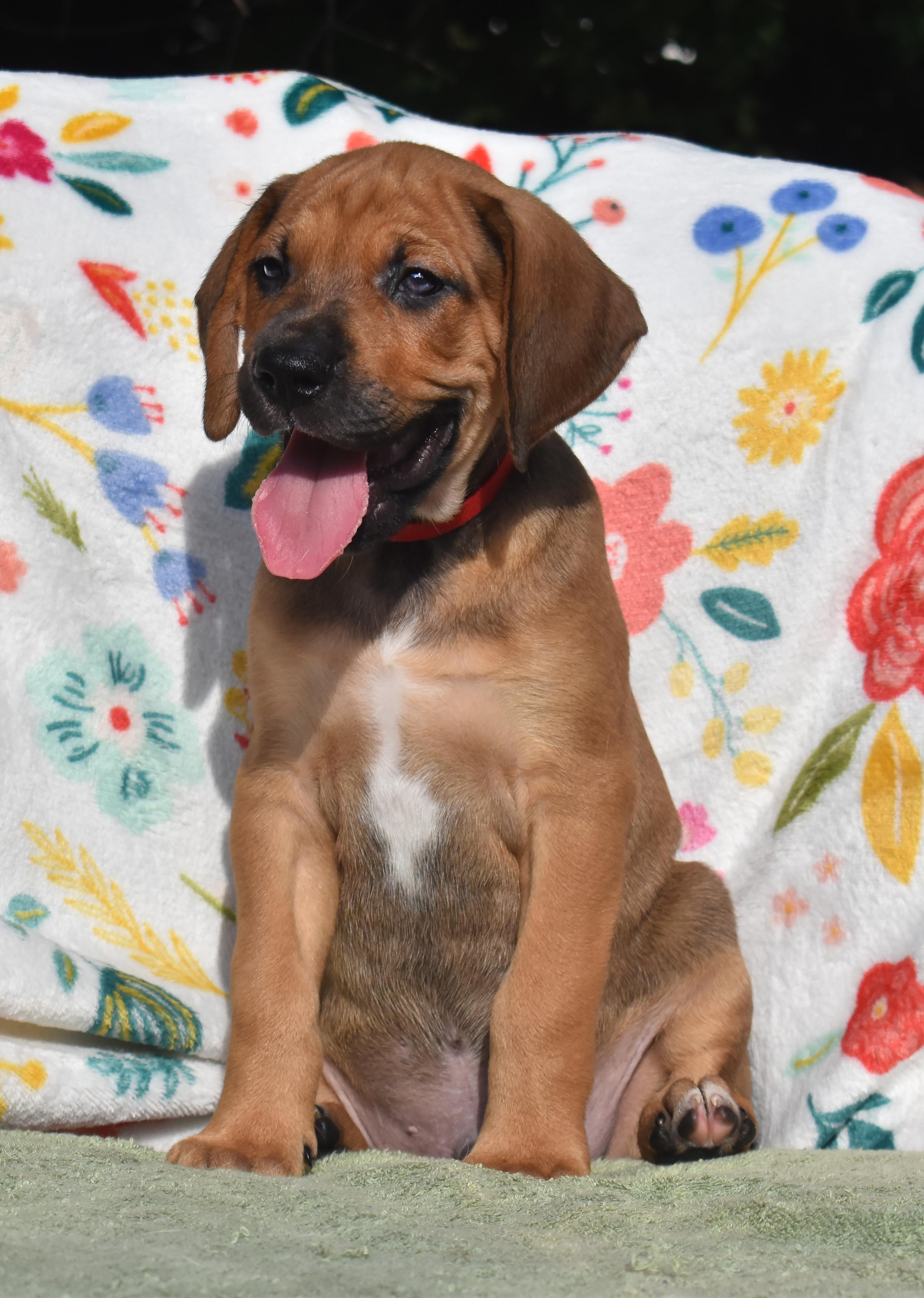Arden- Foster to Adopt, a ADOPTABLE mixed breed in Wood Dale, IL image 3/6