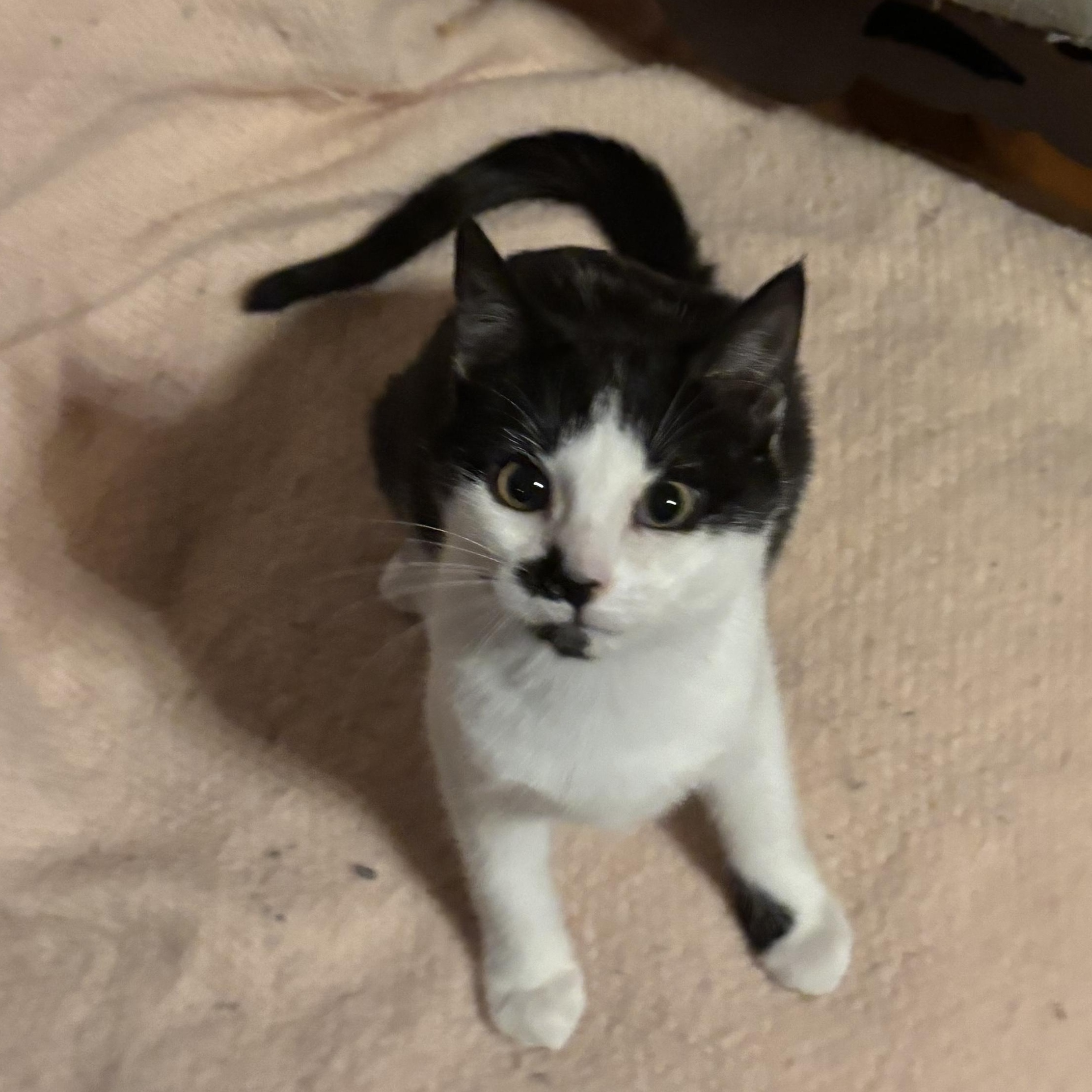 Enlarge Decima, an adopted Domestic Short Hair in Stuart, VA image 3/3