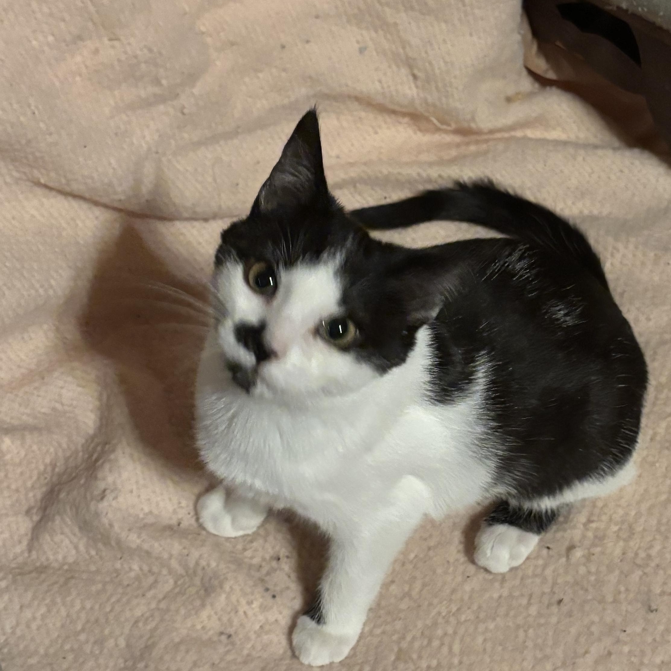 Enlarge Decima, an adopted Domestic Short Hair in Stuart, VA image 2/3