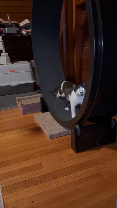 Enlarge Decima, an adopted Domestic Short Hair in Stuart, VA video 1/3