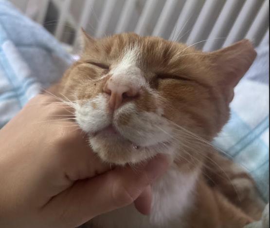 Garfield, a ADOPTABLE Domestic Short Hair in Indianapolis, IN image 5/5