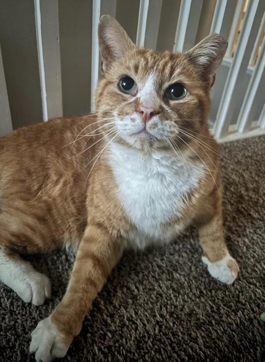 Garfield, a ADOPTABLE Domestic Short Hair in Indianapolis, IN image 3/5