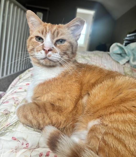 Garfield, a ADOPTABLE Domestic Short Hair in Indianapolis, IN image 4/5
