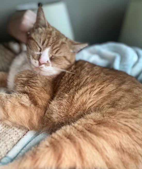 Garfield, a ADOPTABLE Domestic Short Hair in Indianapolis, IN image 1/5