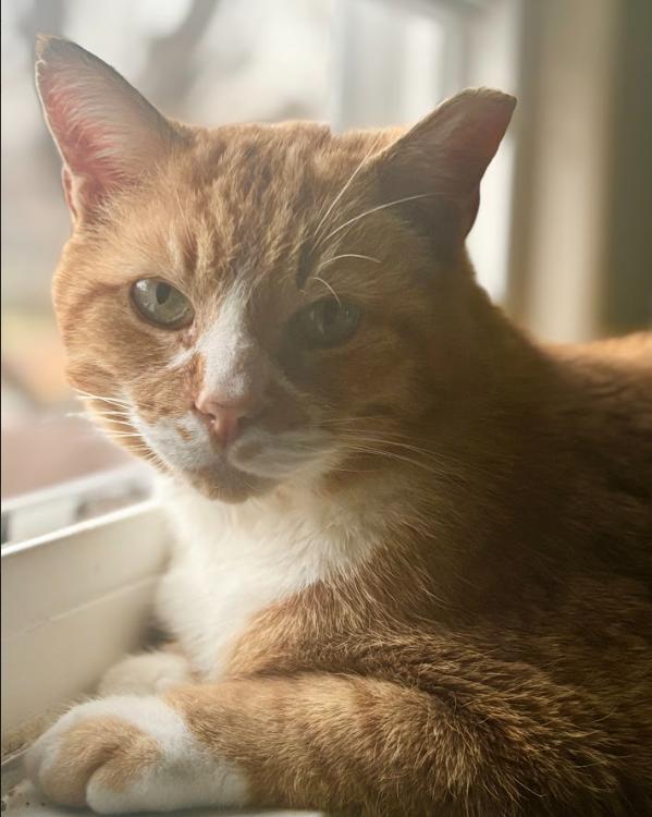 Garfield, a ADOPTABLE Domestic Short Hair in Indianapolis, IN image 2/5