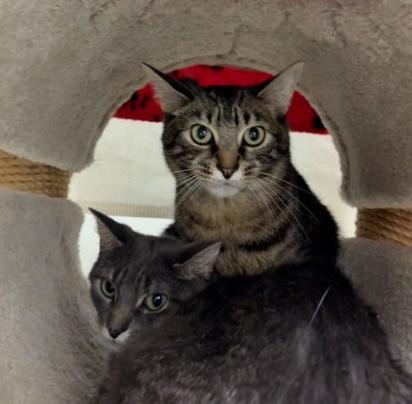 Stellar, Adoptable, Adult Female Domestic Short Hair & Domestic Short Hair.