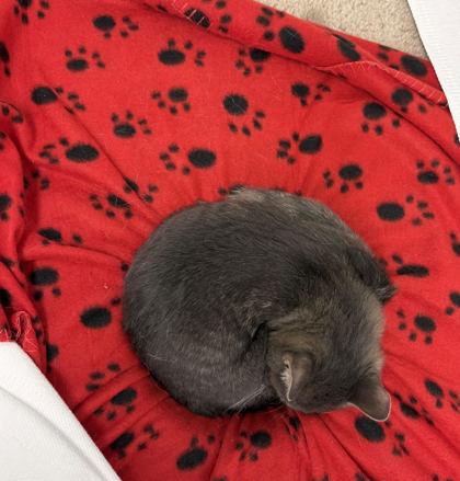 Stellar, a Adoptable mixed breed in New Hope, PA image 3/3