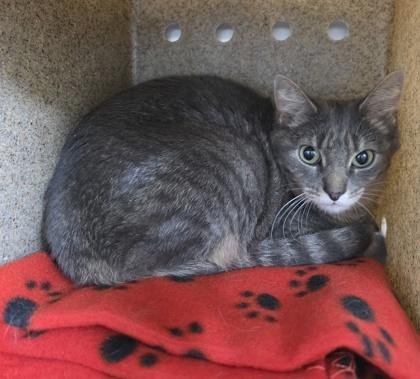 Stellar, Adoptable, Adult Female Domestic Short Hair & Domestic Short Hair.