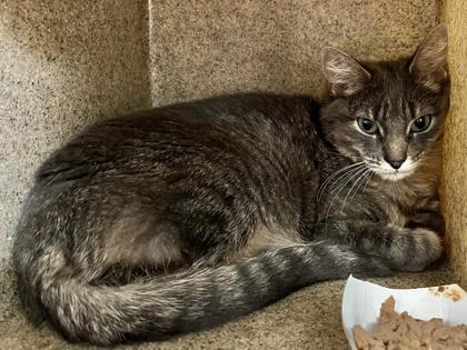 Stellar, a Adoptable mixed breed in New Hope, PA image 2/2