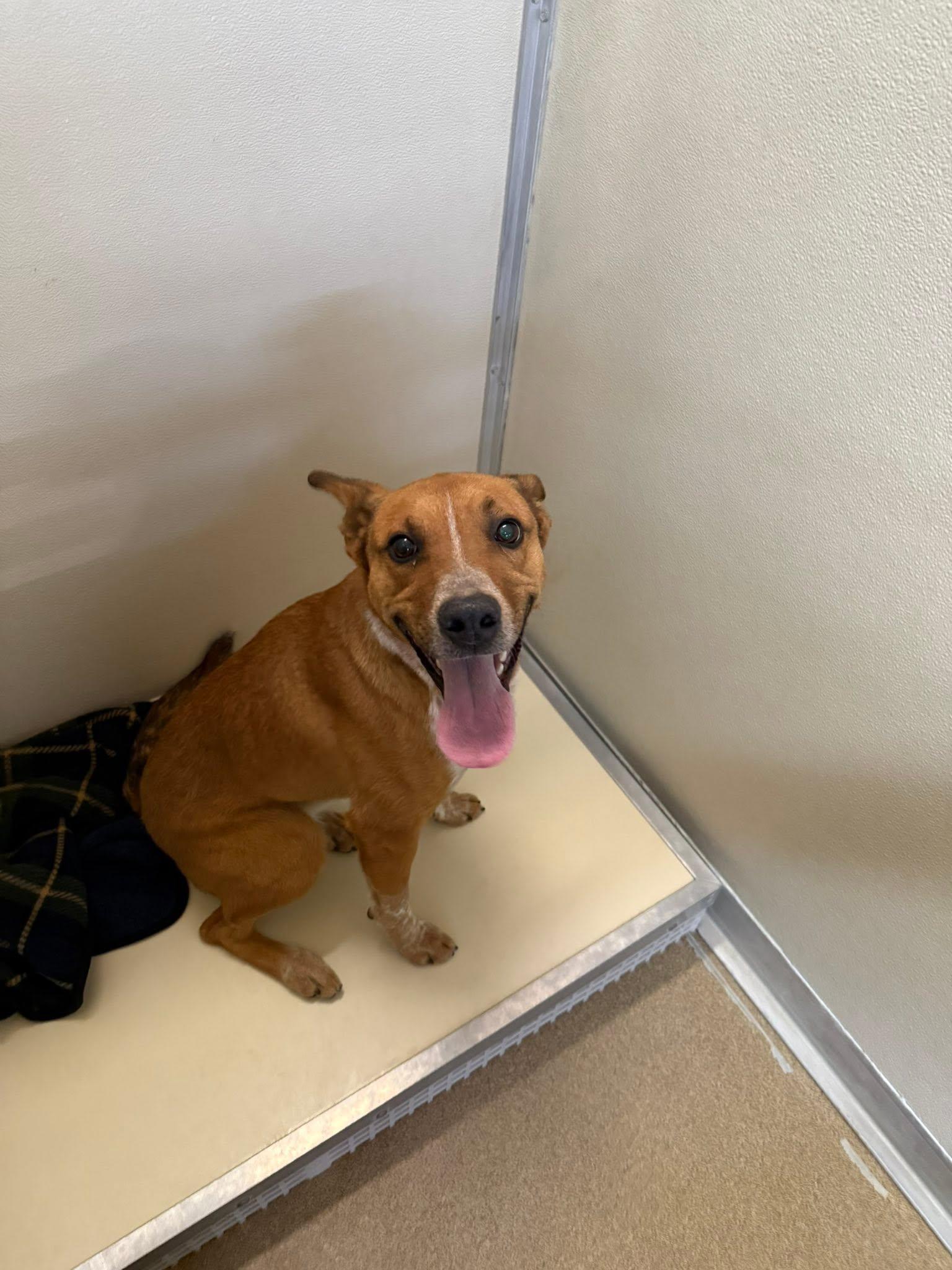 Maple, a ADOPTABLE mixed breed in Rawlins, WY image 2/5