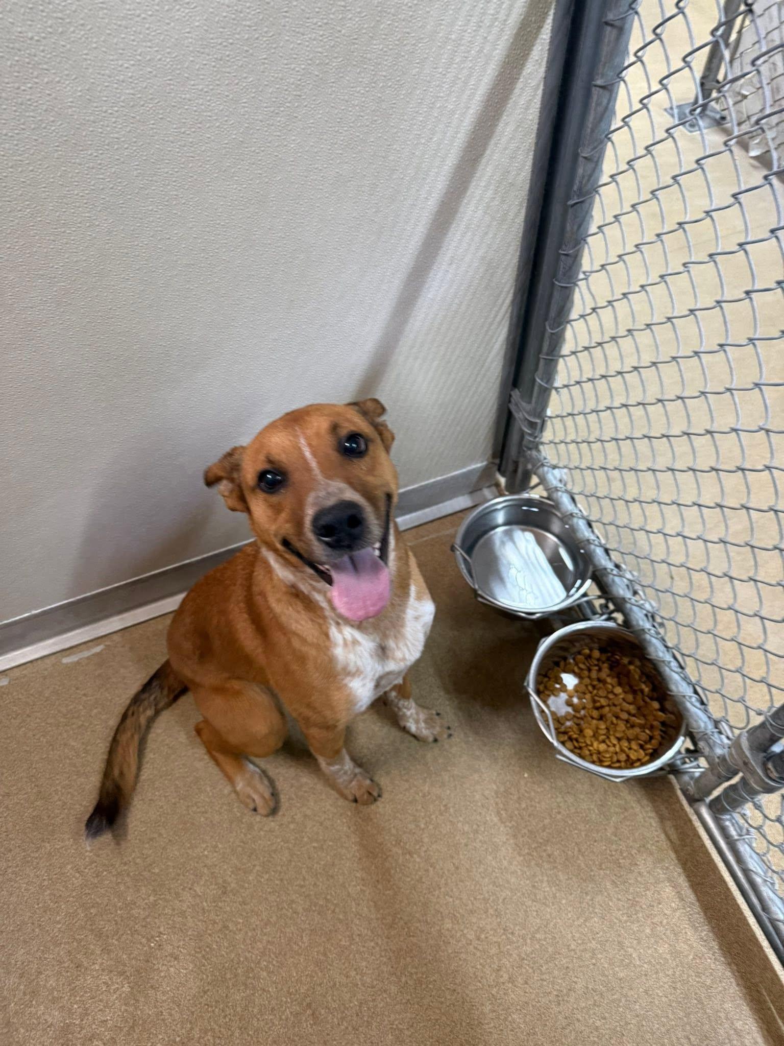 Maple, ADOPTABLE, Young Female Australian Cattle Dog / Blue Heeler.
