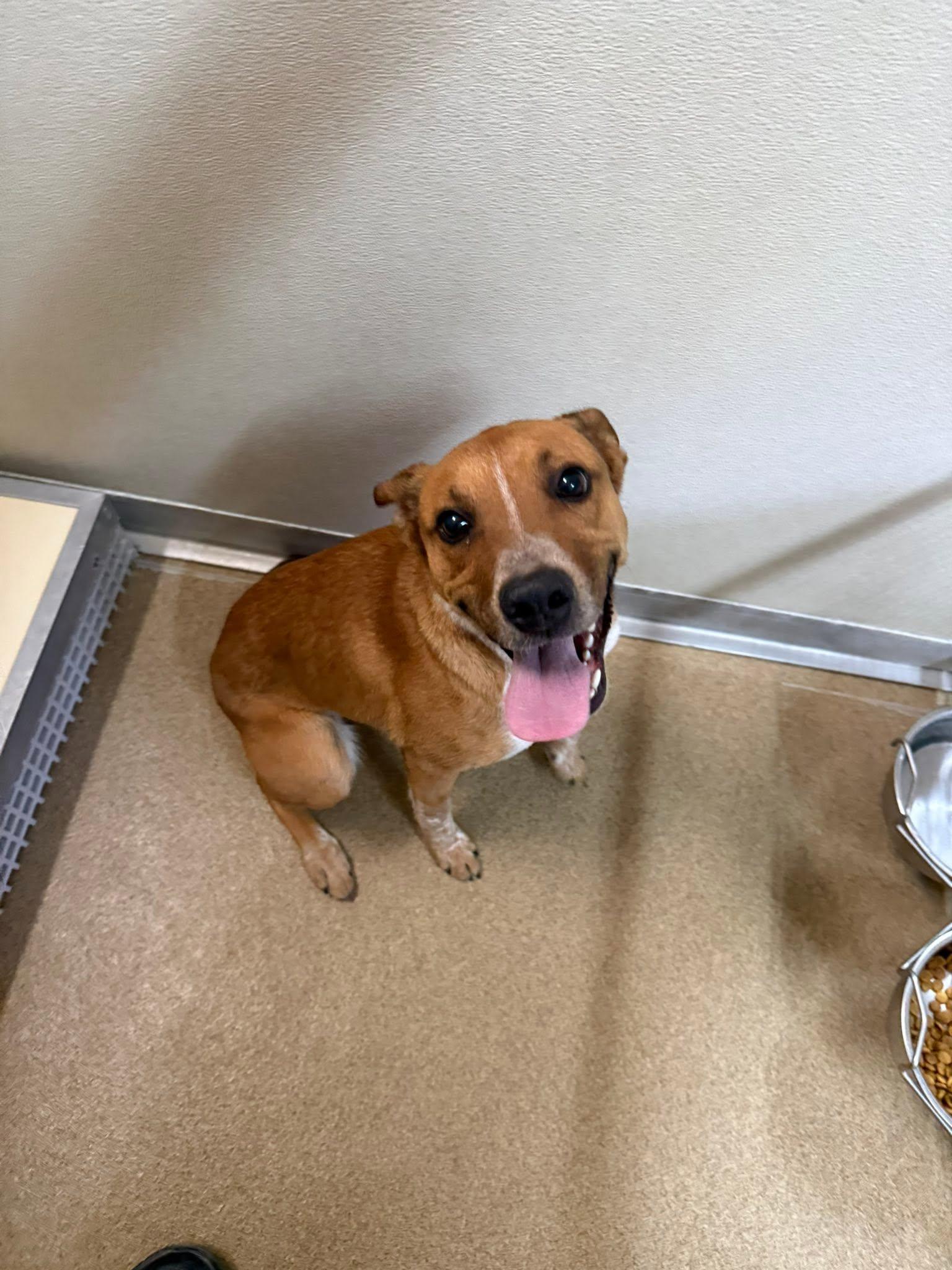 Maple, a ADOPTABLE mixed breed in Rawlins, WY image 3/5