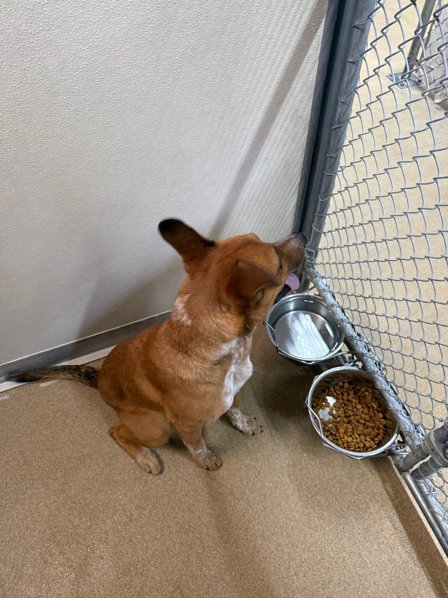 Maple, a ADOPTABLE mixed breed in Rawlins, WY image 4/5