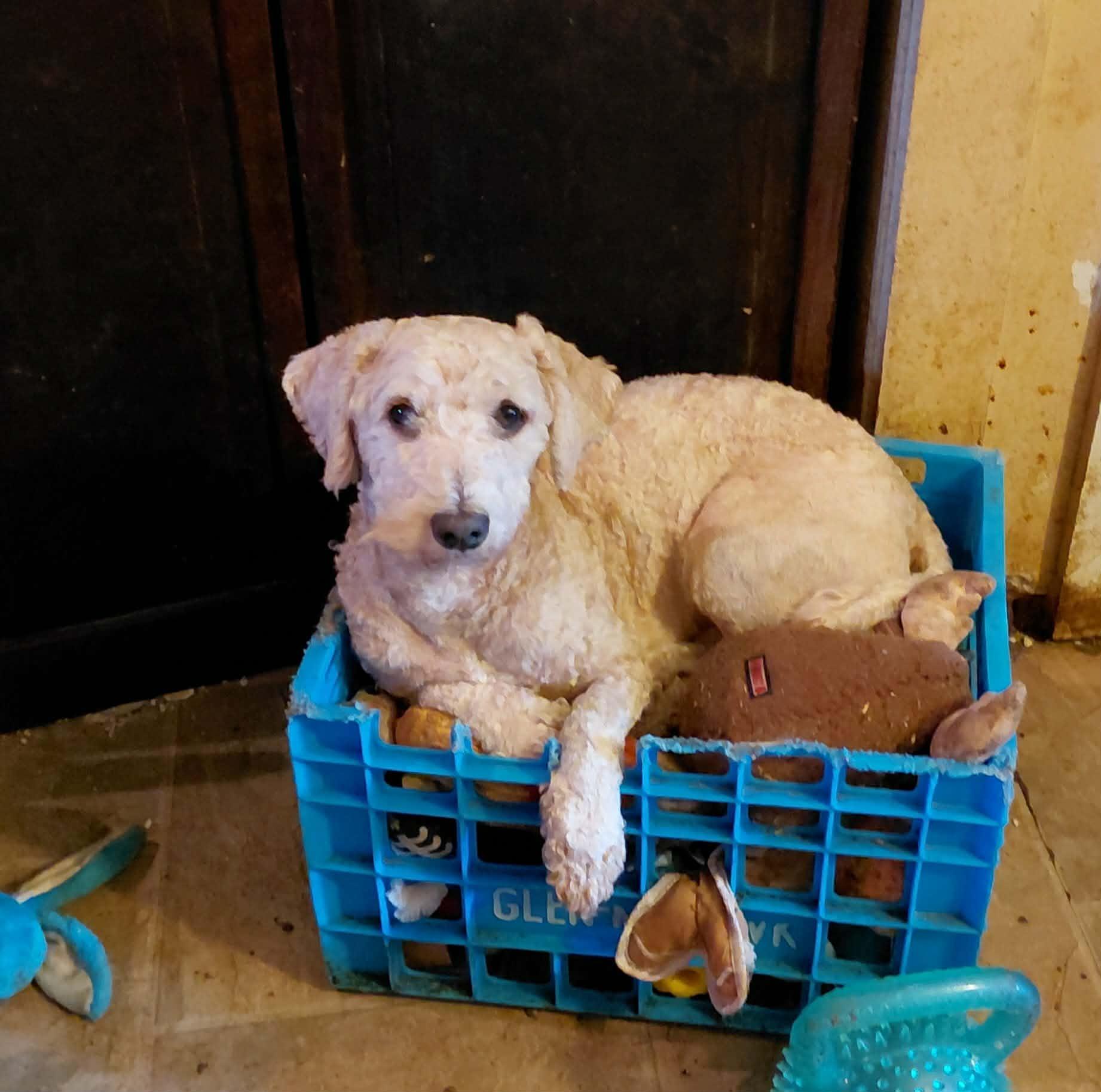Big E, Adoptable, Young Male Goldendoodle.