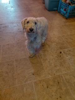Big E, a Adoptable Goldendoodle in Schenectady, NY image 2/4