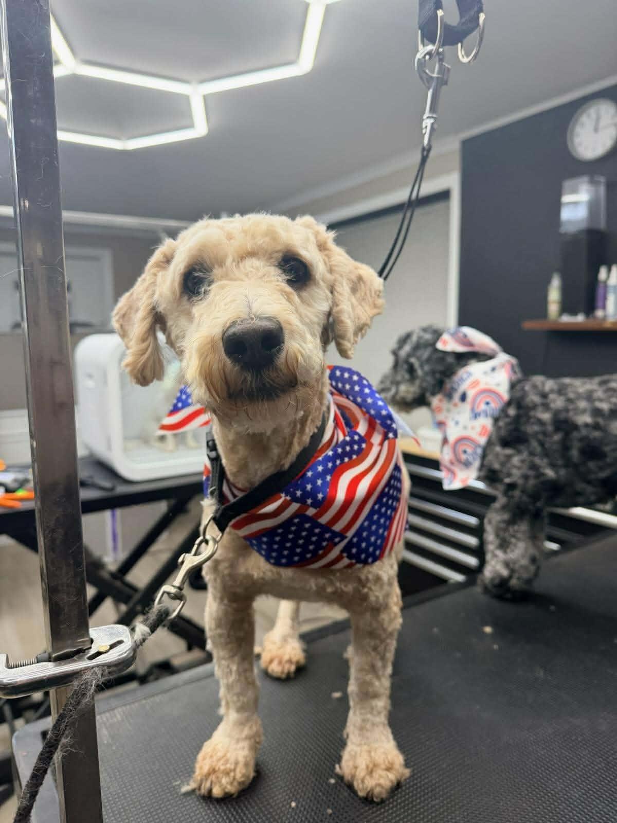 Big E, a Adoptable Goldendoodle in Schenectady, NY image 3/4