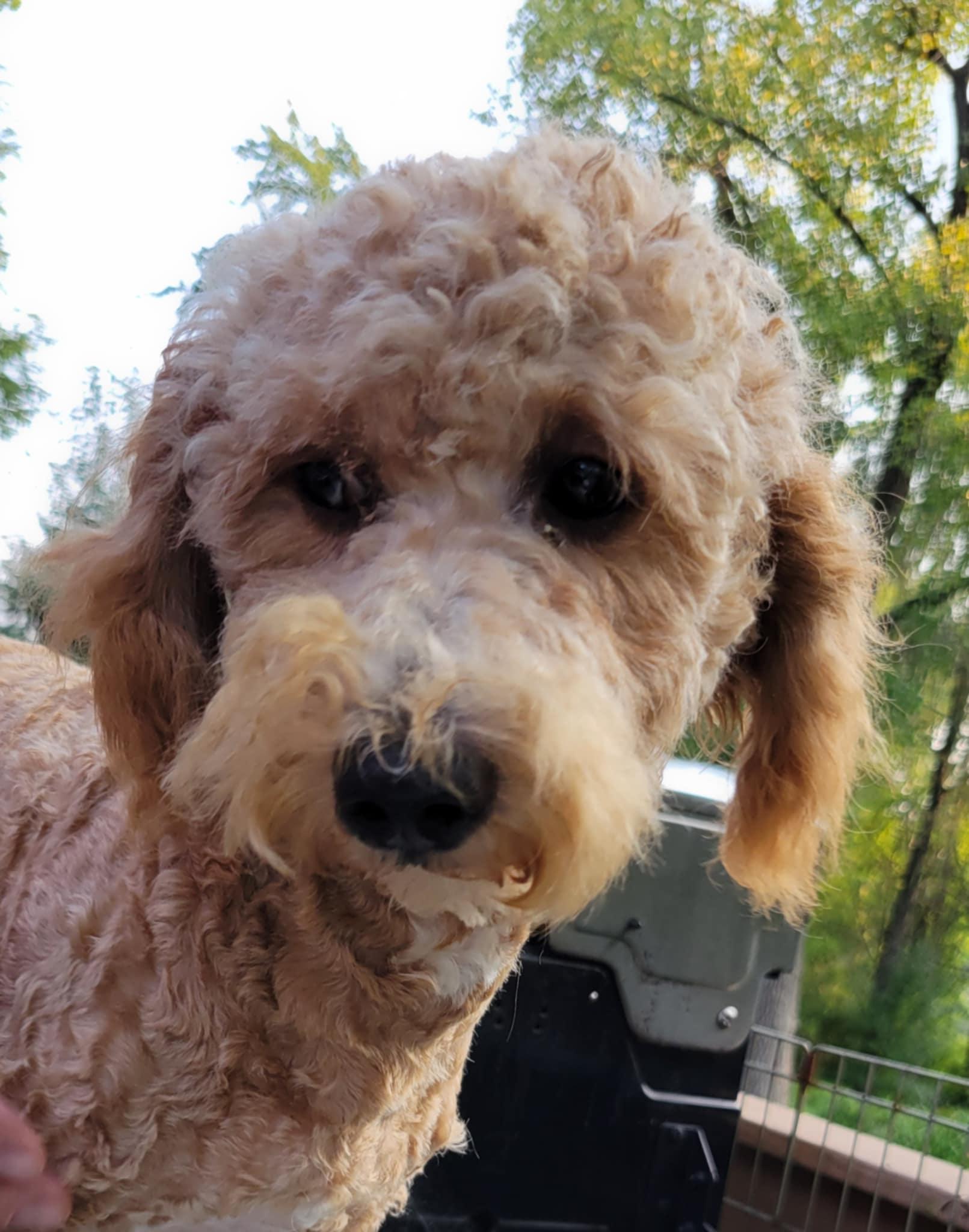 Big E, a Adoptable Goldendoodle in Schenectady, NY image 4/4