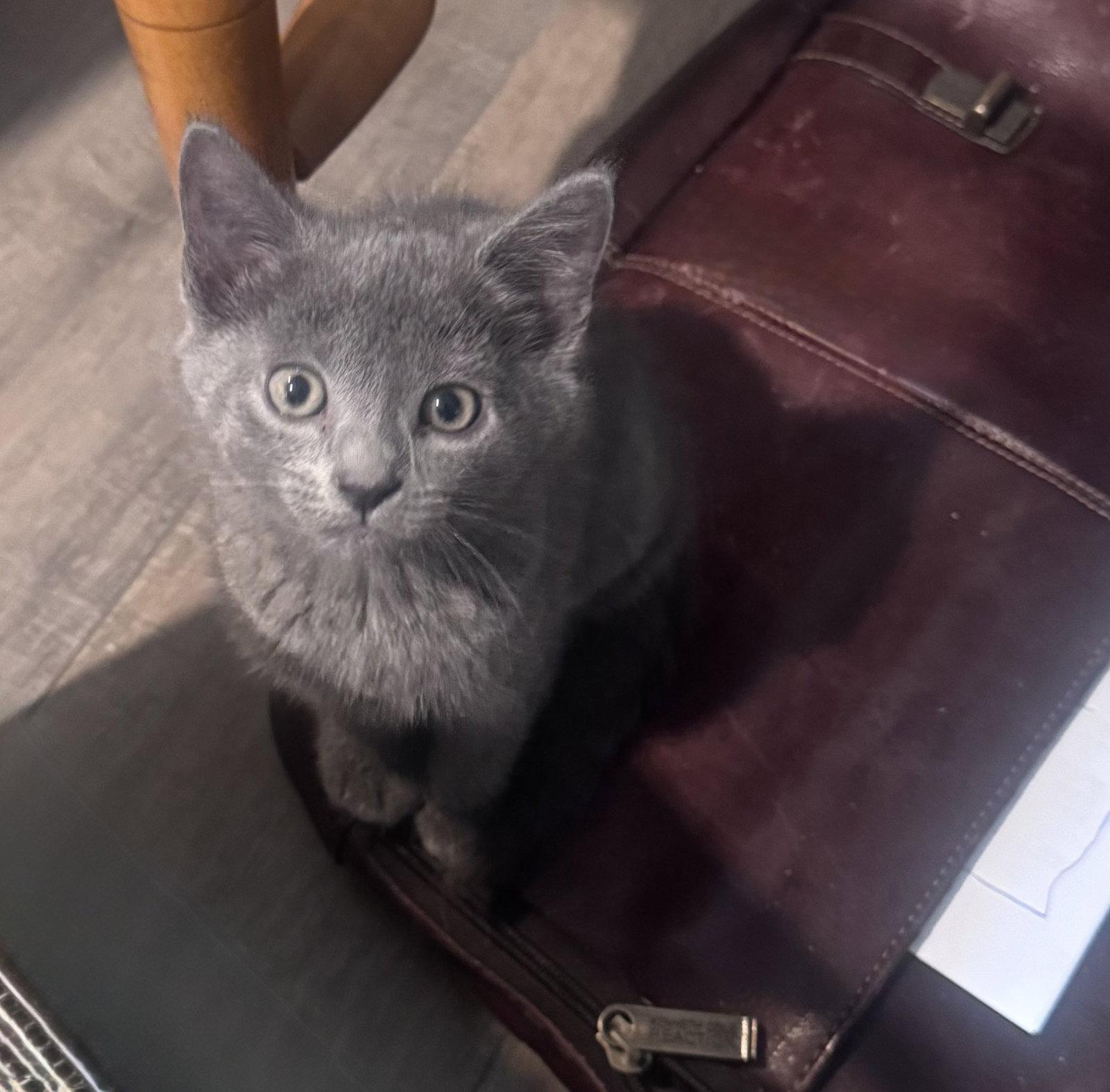 Denise Huxtable, a Adopted mixed breed in Georgetown, KY image 1/2