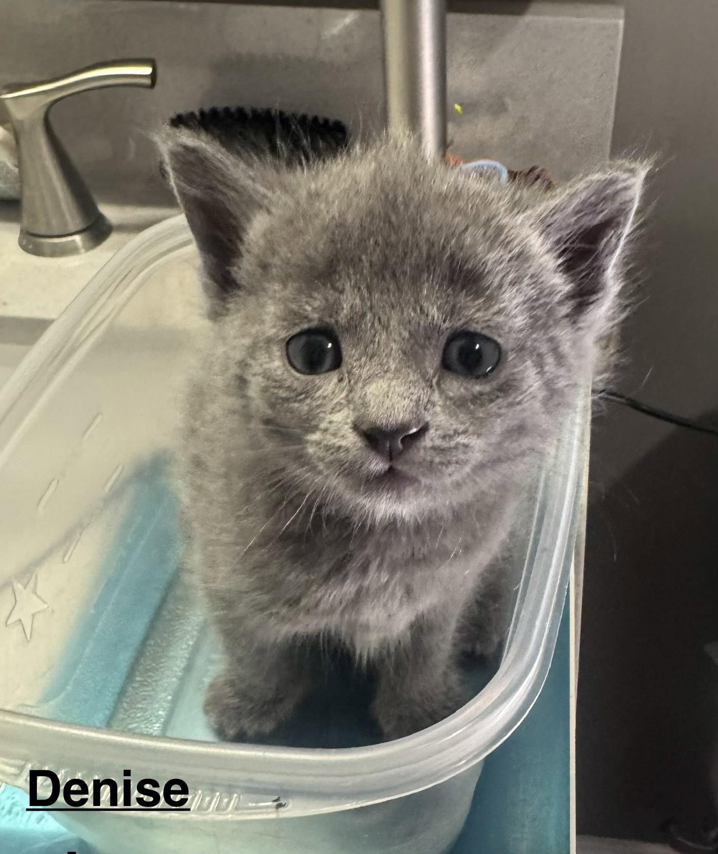 Denise Huxtable, a Adopted mixed breed in Georgetown, KY image 2/2