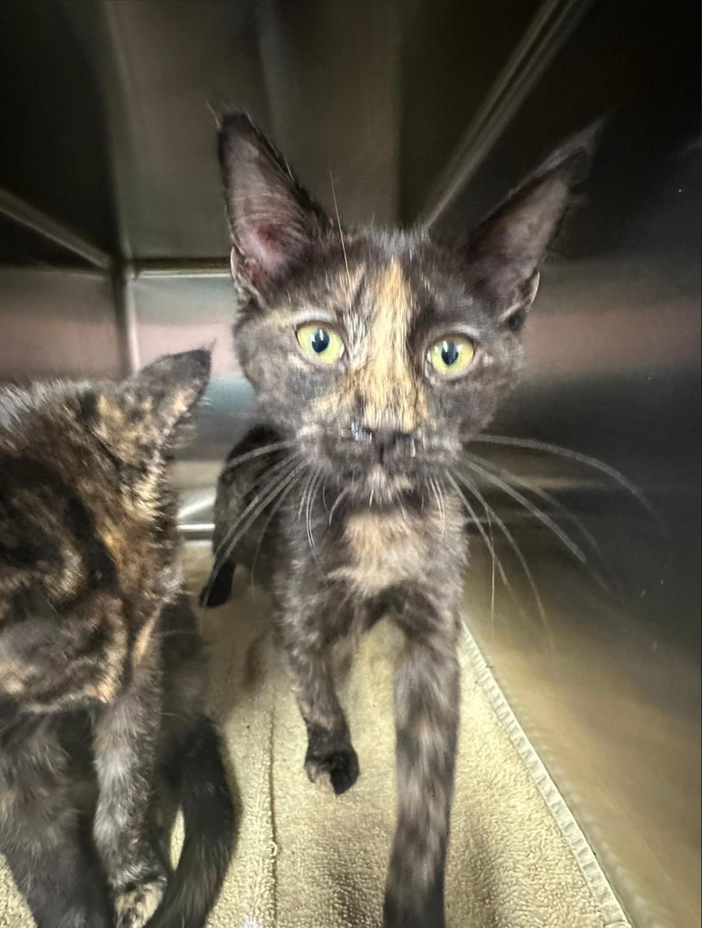 Enlarge ANNIE & AMELIA, an adoptable Domestic Short Hair in Warwick , RI image 4/6