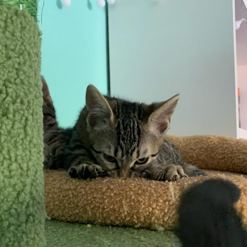 Cilantro, Adoptable, Young Male Domestic Short Hair.