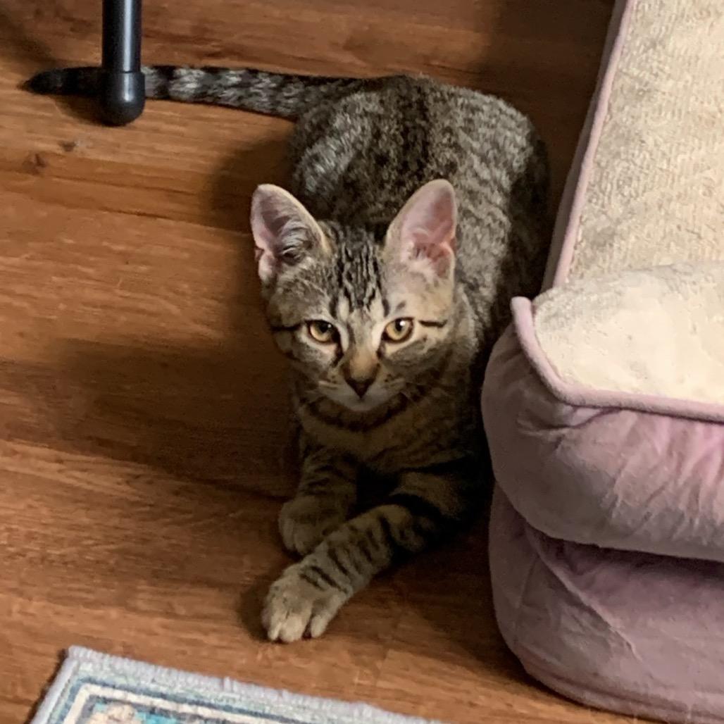 Enlarge Cilantro, a Adoptable Domestic Short Hair in Ephrata, PA image 2/6