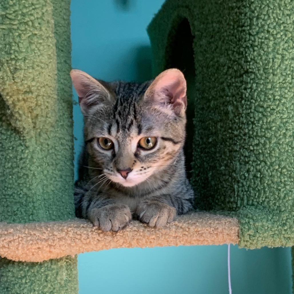 Enlarge Cilantro, a Adoptable Domestic Short Hair in Ephrata, PA image 3/6