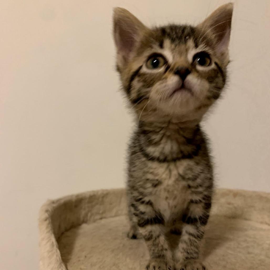 Enlarge Cilantro, a Adoptable Domestic Short Hair in Ephrata, PA image 4/6
