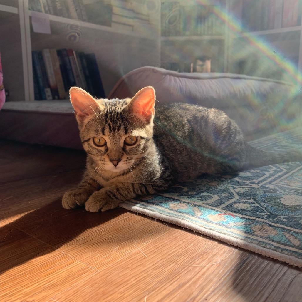 Enlarge Cilantro, a Adoptable Domestic Short Hair in Ephrata, PA image 5/6