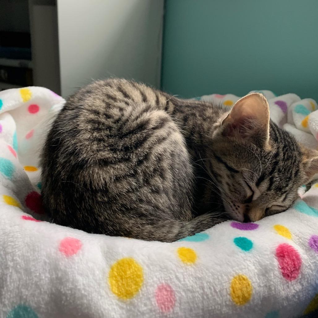 Enlarge Cilantro, a Adoptable Domestic Short Hair in Ephrata, PA image 6/6