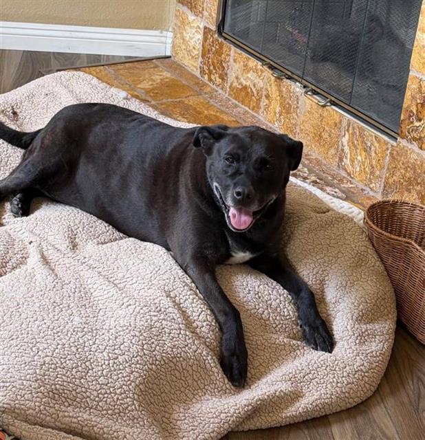 MILLIE, Adoptable, Adult Female Labrador Retriever & Mixed Breed.