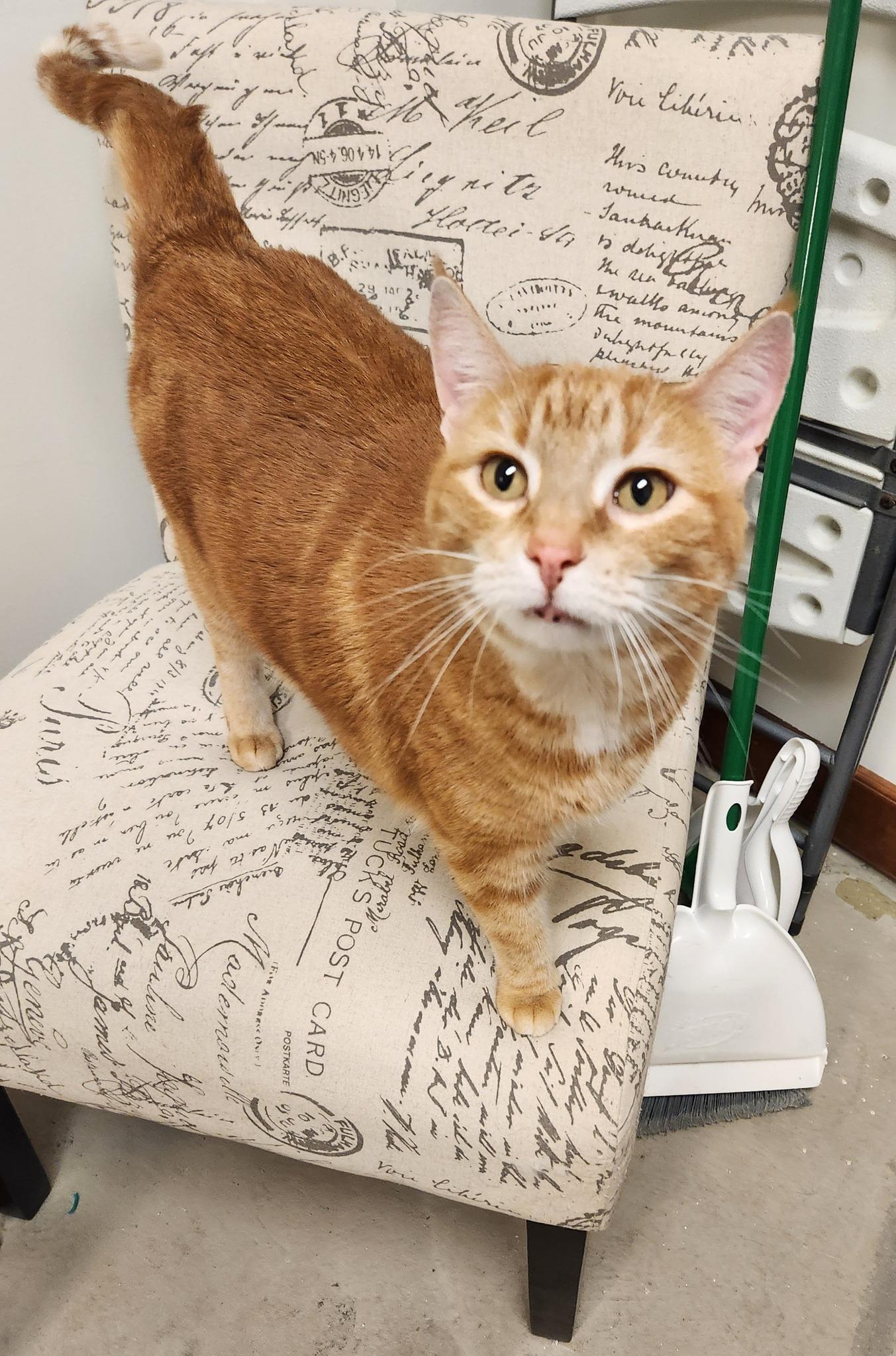 Enlarge MACAROON, an adoptable Domestic Short Hair in Grand Forks, ND image 1/4
