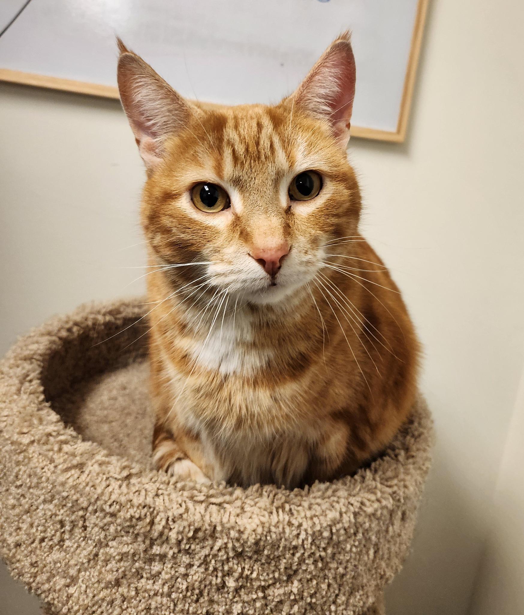 Enlarge MACAROON, an adoptable Domestic Short Hair in Grand Forks, ND image 2/4