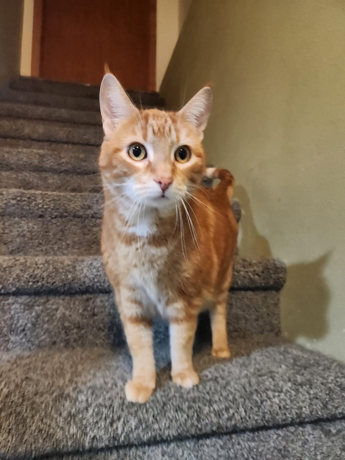 Enlarge MACAROON, an adoptable Domestic Short Hair in Grand Forks, ND image 3/4