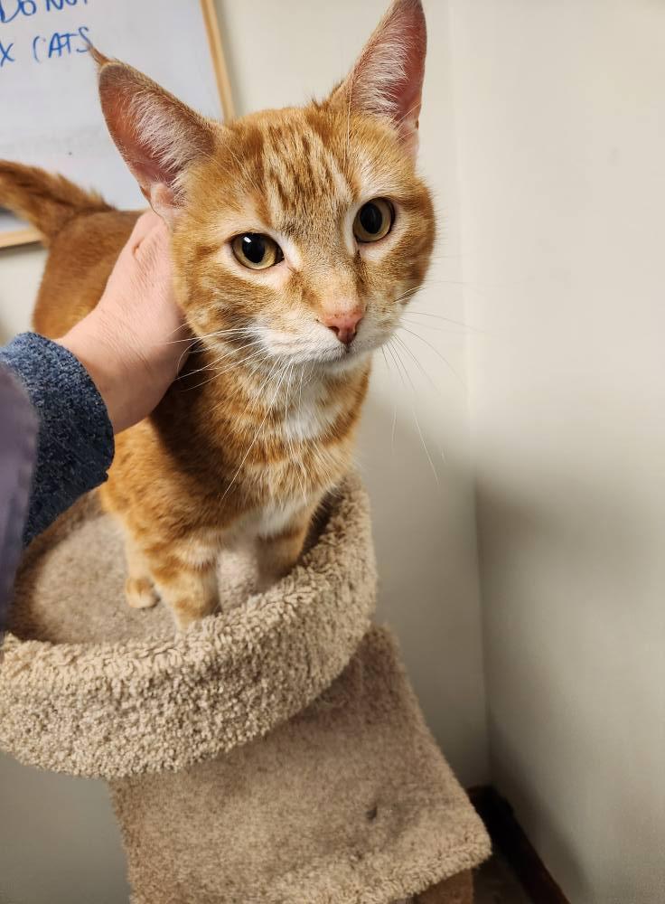 Enlarge MACAROON, an adoptable Domestic Short Hair in Grand Forks, ND image 4/4