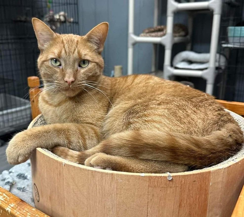 Enlarge Oscar, a Adoptable mixed breed in Warren, MI image 4/6