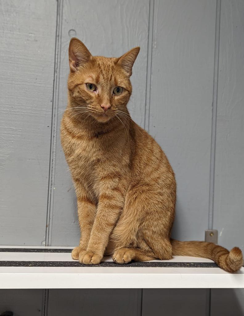 Enlarge Oscar, a Adoptable mixed breed in Warren, MI image 5/6