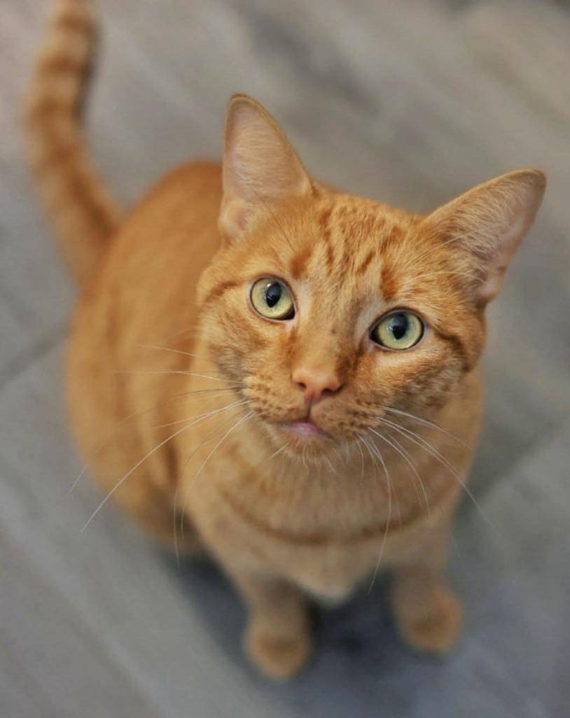 Oscar, Adoptable, Adult Male Domestic Short Hair.