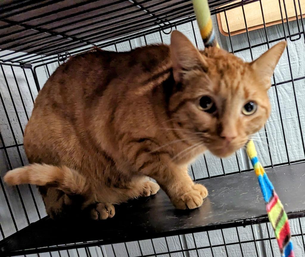 Enlarge Oscar, a Adoptable mixed breed in Warren, MI image 2/6