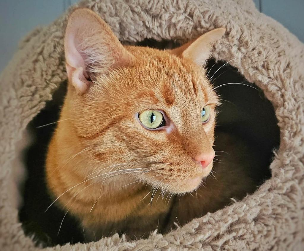 Enlarge Oscar, a Adoptable mixed breed in Warren, MI image 6/6