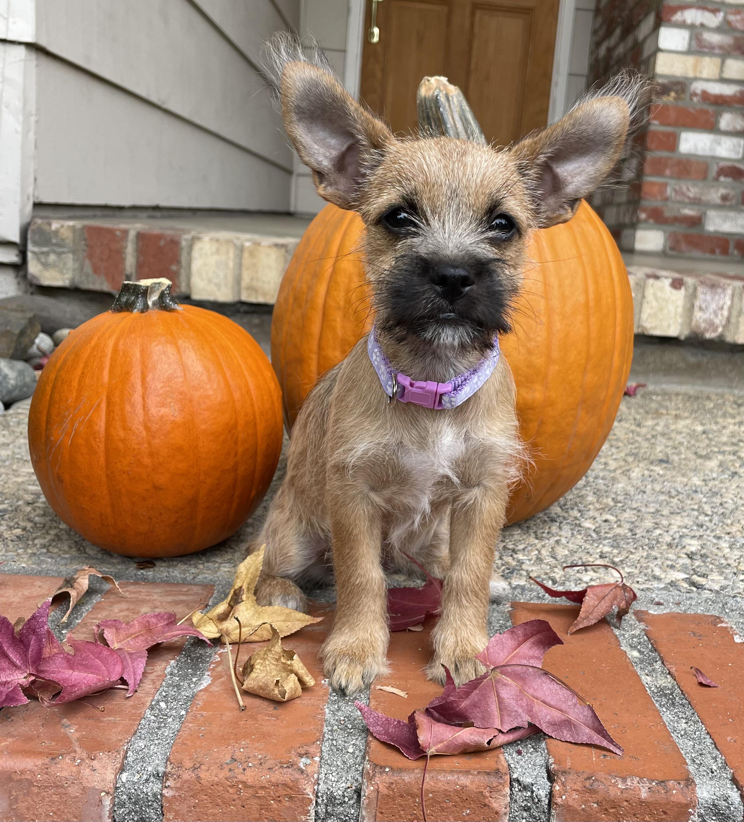 Champagne Litter_Sparkle, an adoptable Terrier, Papillon in Redwood City, CA, 94061 | Photo Image 3