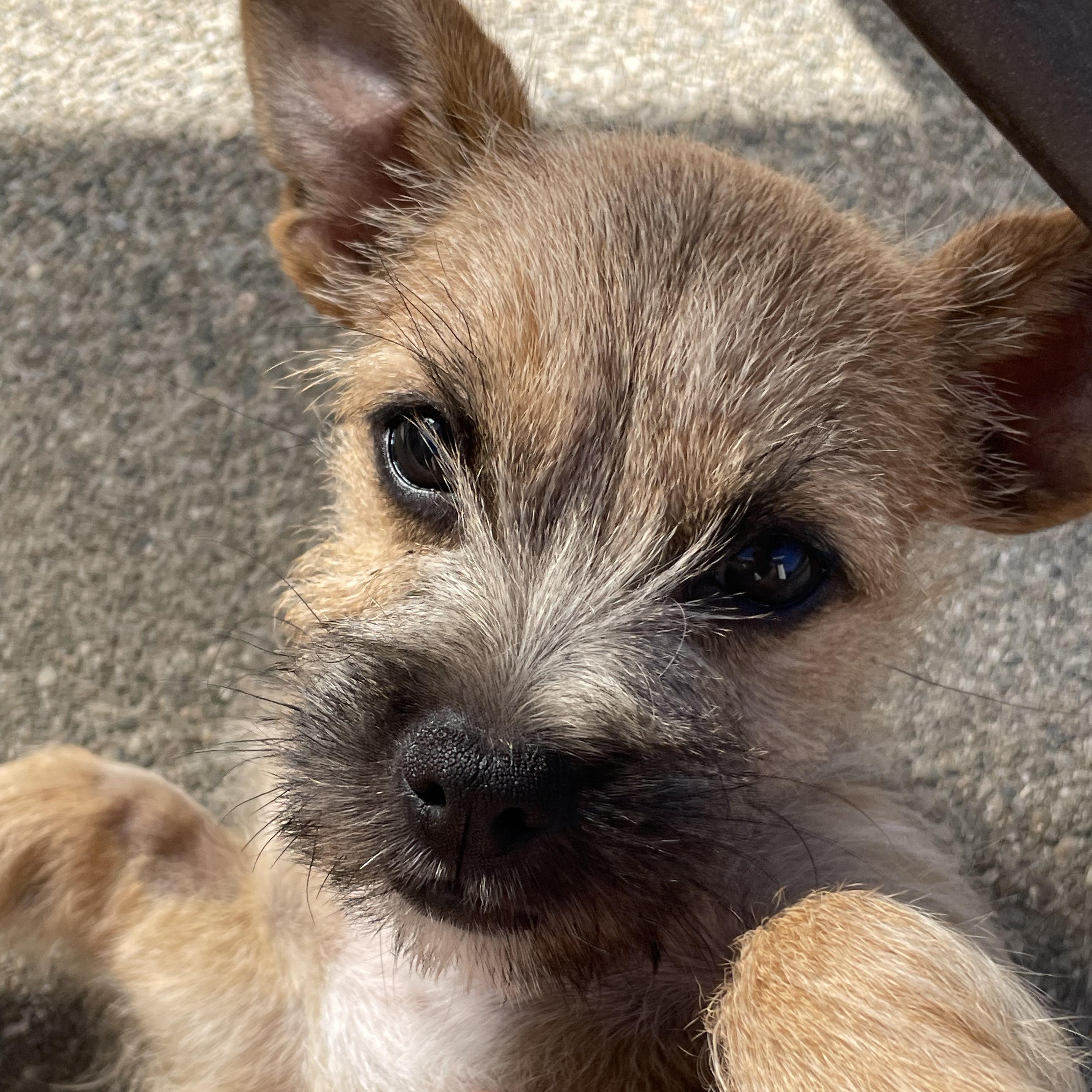 Champagne Litter_Sparkle, an adoptable Terrier, Papillon in Redwood City, CA, 94061 | Photo Image 1